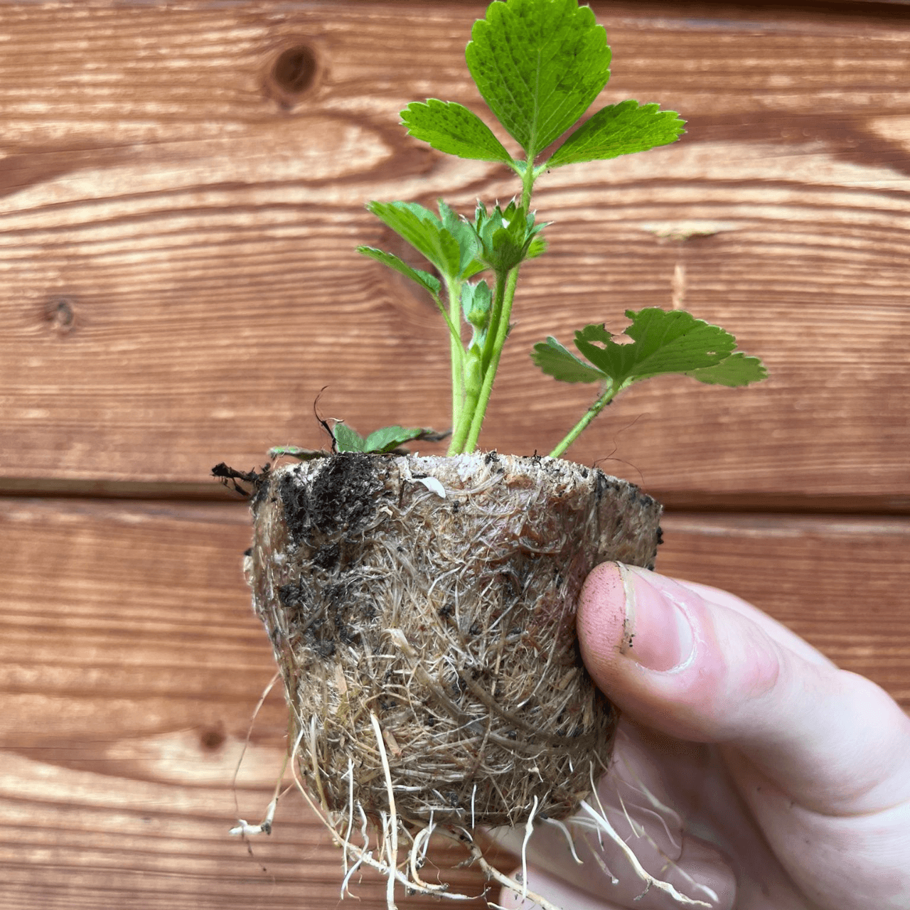 Vasi Ecosostenibili germinaziome